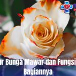 Struktur Bunga Mawar dan Fungsi Setiap Bagiannya