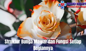 Struktur Bunga Mawar dan Fungsi Setiap Bagiannya