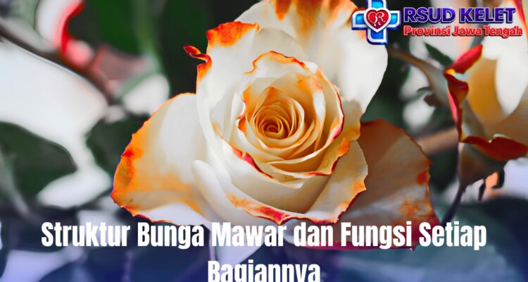 Struktur Bunga Mawar dan Fungsi Setiap Bagiannya