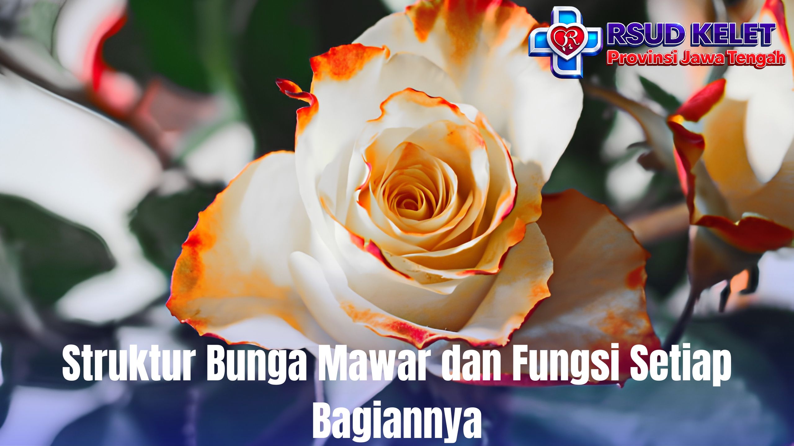 Struktur Bunga Mawar dan Fungsi Setiap Bagiannya