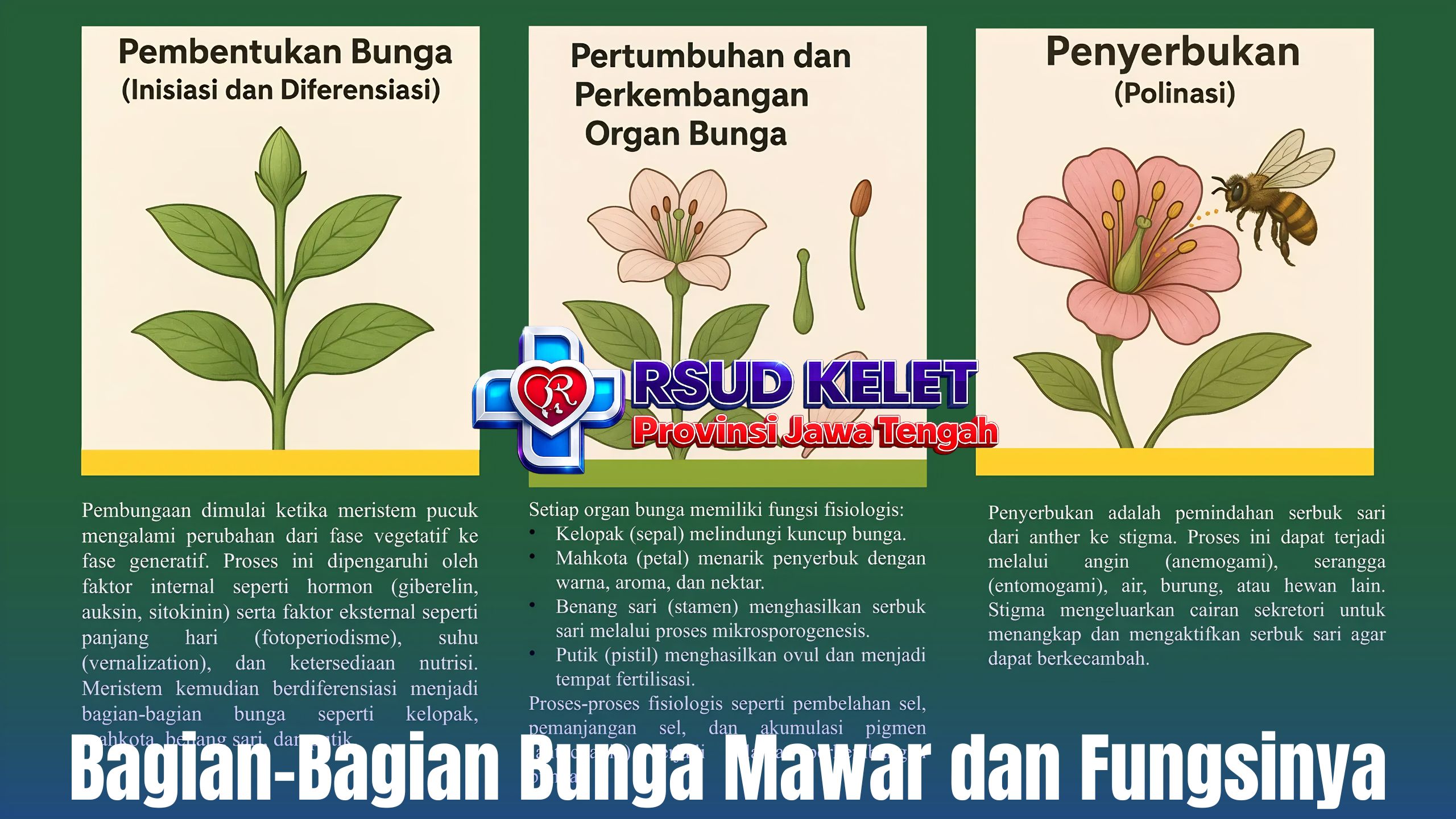 Bagian-Bagian Bunga Mawar dan Fungsinya