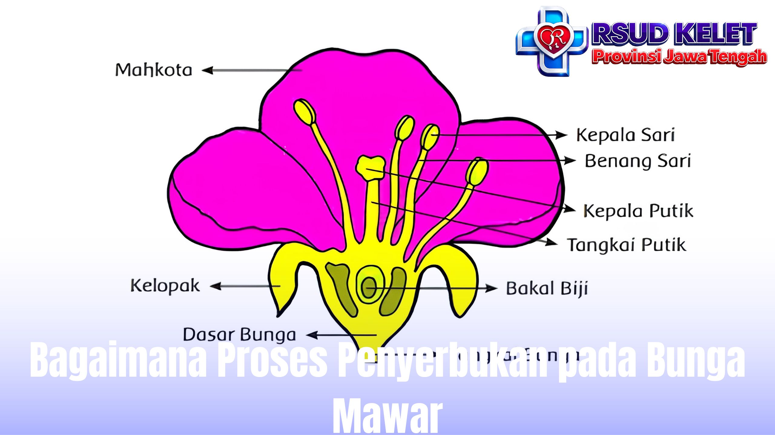 Bagaimana Proses Penyerbukan pada Bunga Mawar