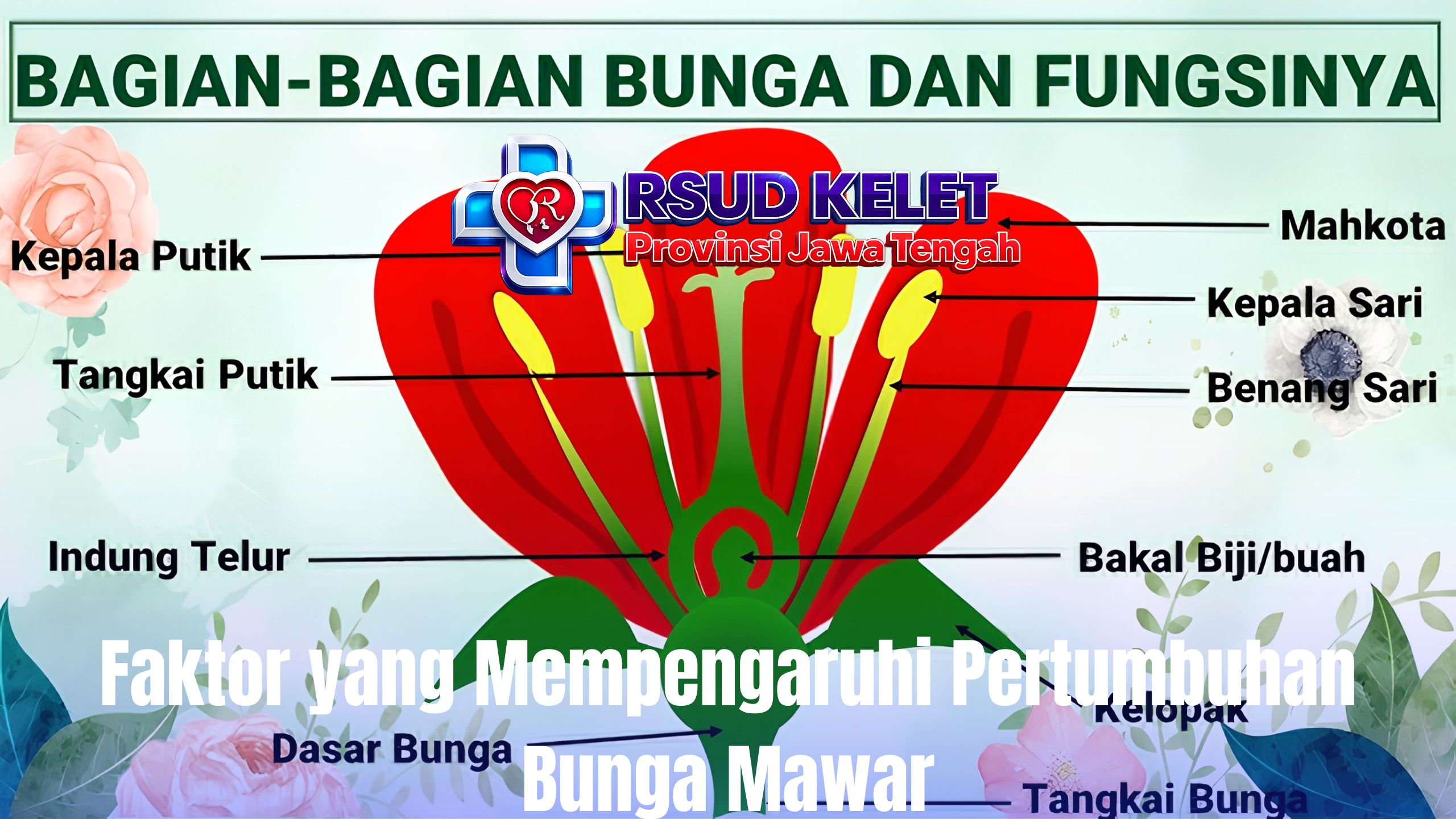 Faktor yang Mempengaruhi Pertumbuhan Bunga Mawar